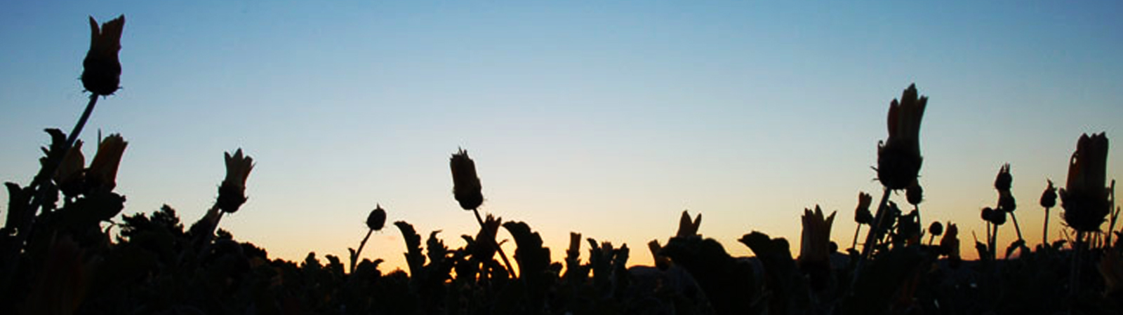 Intro Banner